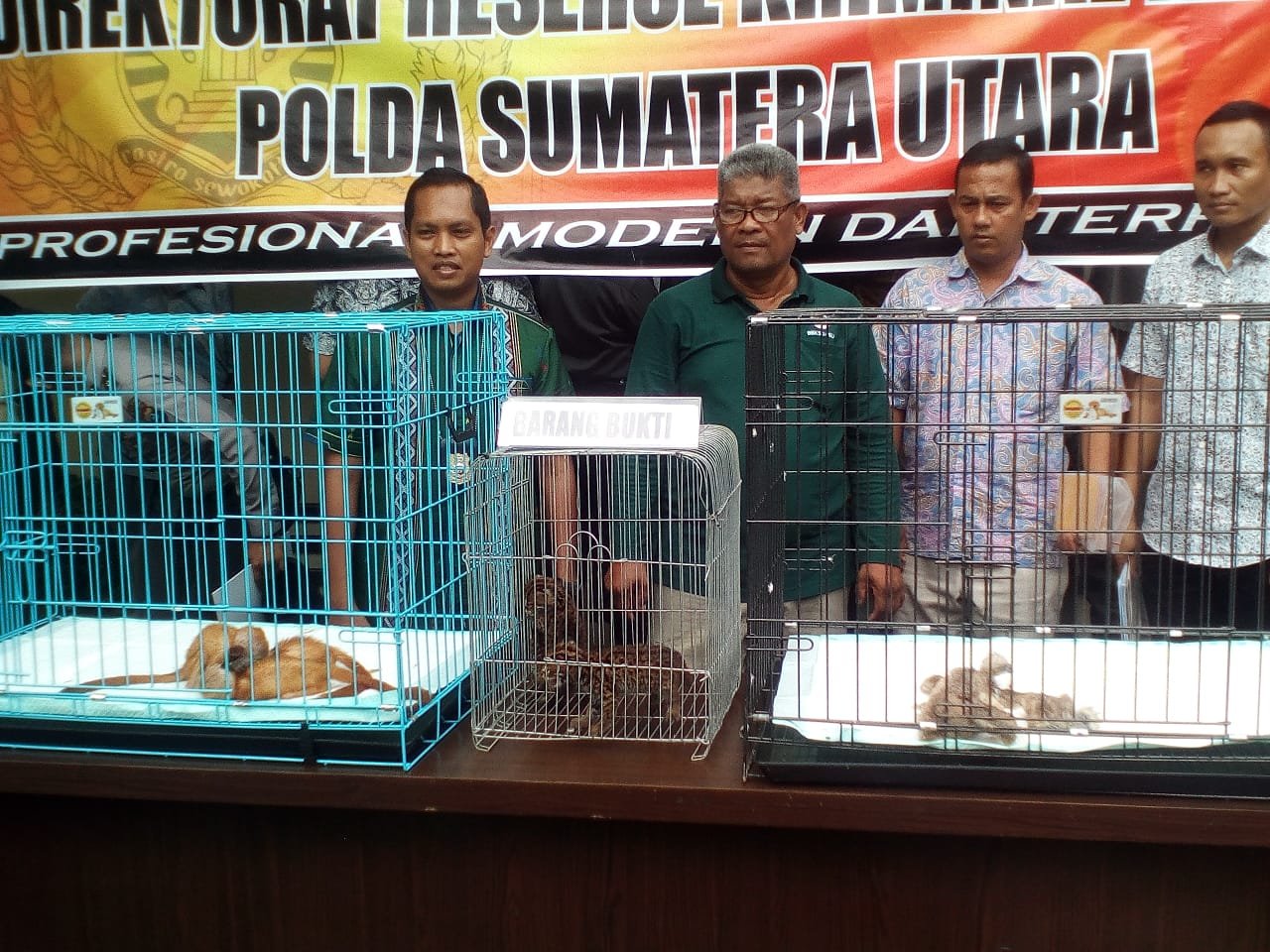 DitKrimsus Polda Sumut Ringkus Penjual Satwa Liar, 3Â Ekor Lutung Emas dan 3 Ekor Kucing Akar Diamankan