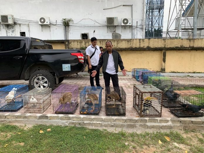 Polda Sumut Amankan Sindikat Penjual 16 Satwa Langka Jenis Burung