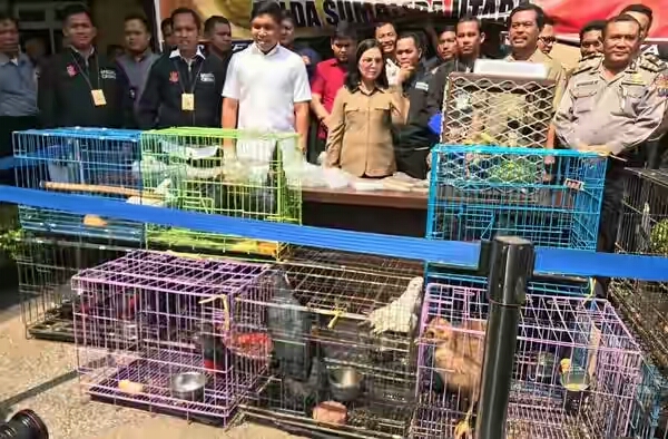 Polda Sumut Amankan Seorang Pria  Pemelihara 16 Satwa Dilindungi, Satu Diantaranya Kabur