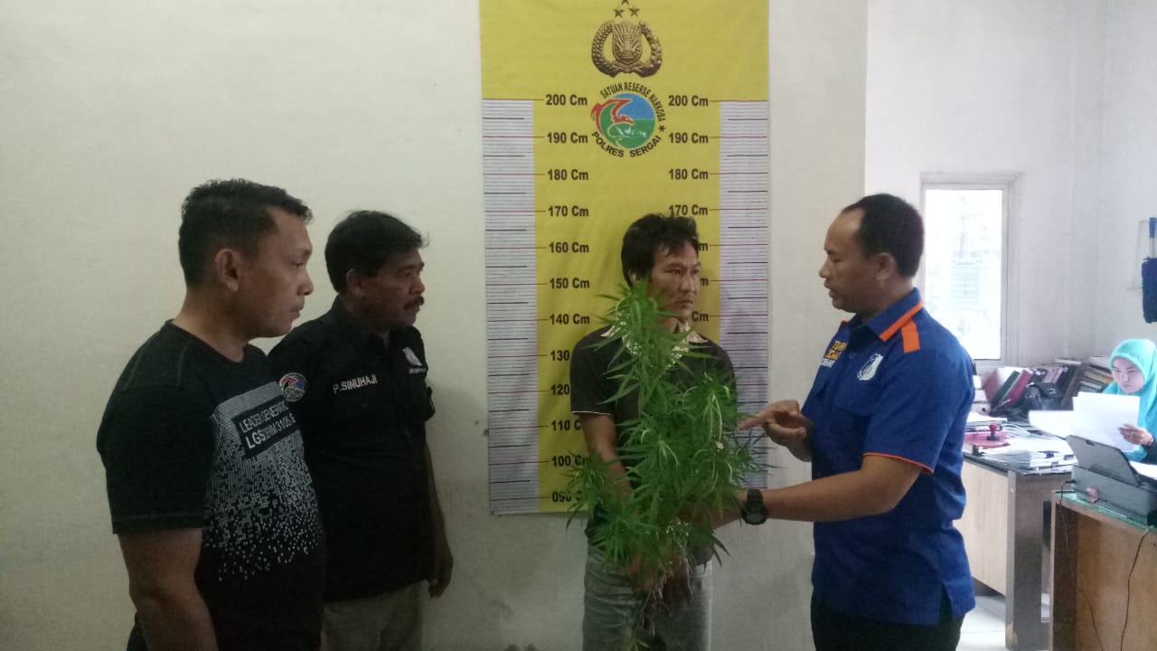 Tanam Ganja Diladang Cabai, Hendra Buronan Kasus Narkoba Diringkus Sat Res Narkoba Polres Sergei