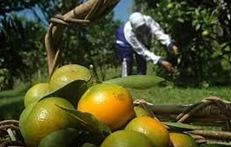 Harga Jeruk Merosot Rp 3.500/Kg