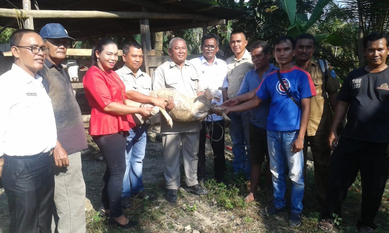 PT.HSJ Labuhanbatu Serahkan Puluhan Ekor Kambing
