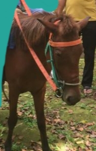 Dirut PD Pembangunan Bisa Dipidana ,  Jual 2 Ekor Kuda Bantuan BKSDA