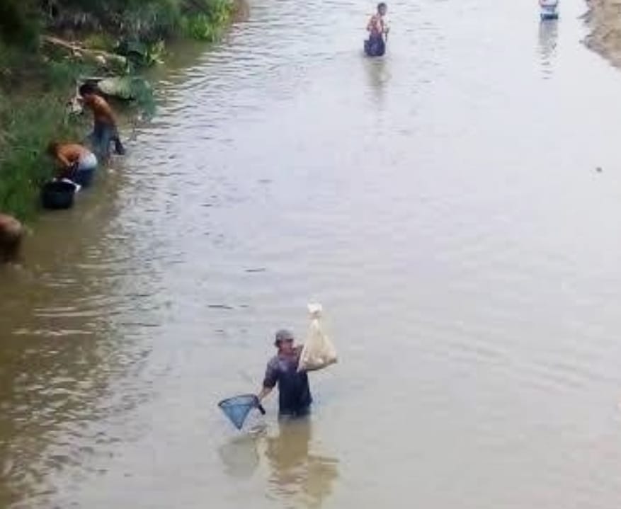 Diduga Tercemar Limbah PT STS, Ribuan Ikan Mendadak Mati di Sergai
