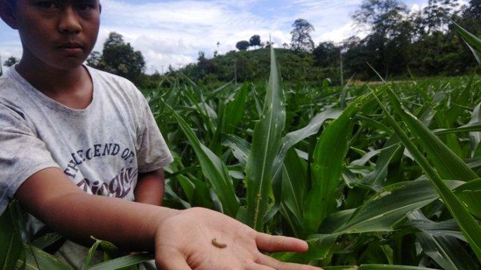 Petani Jagung Terancam Gagal Panen,  Akibat Serangan Ulat Grayak