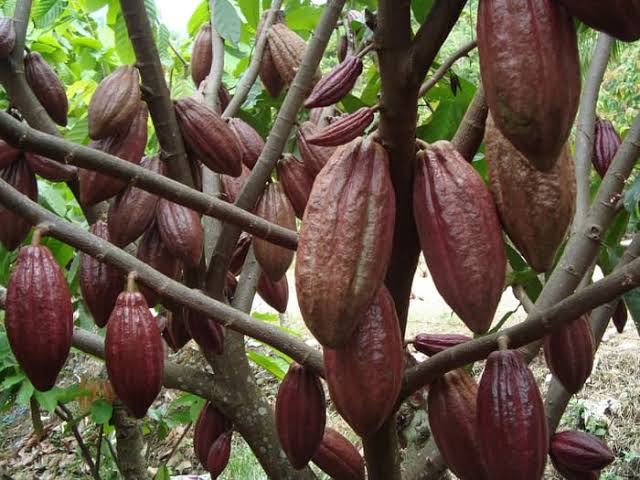 Ancaman Hama Sebabkan Produksi Cacao Putri Betung Merosot