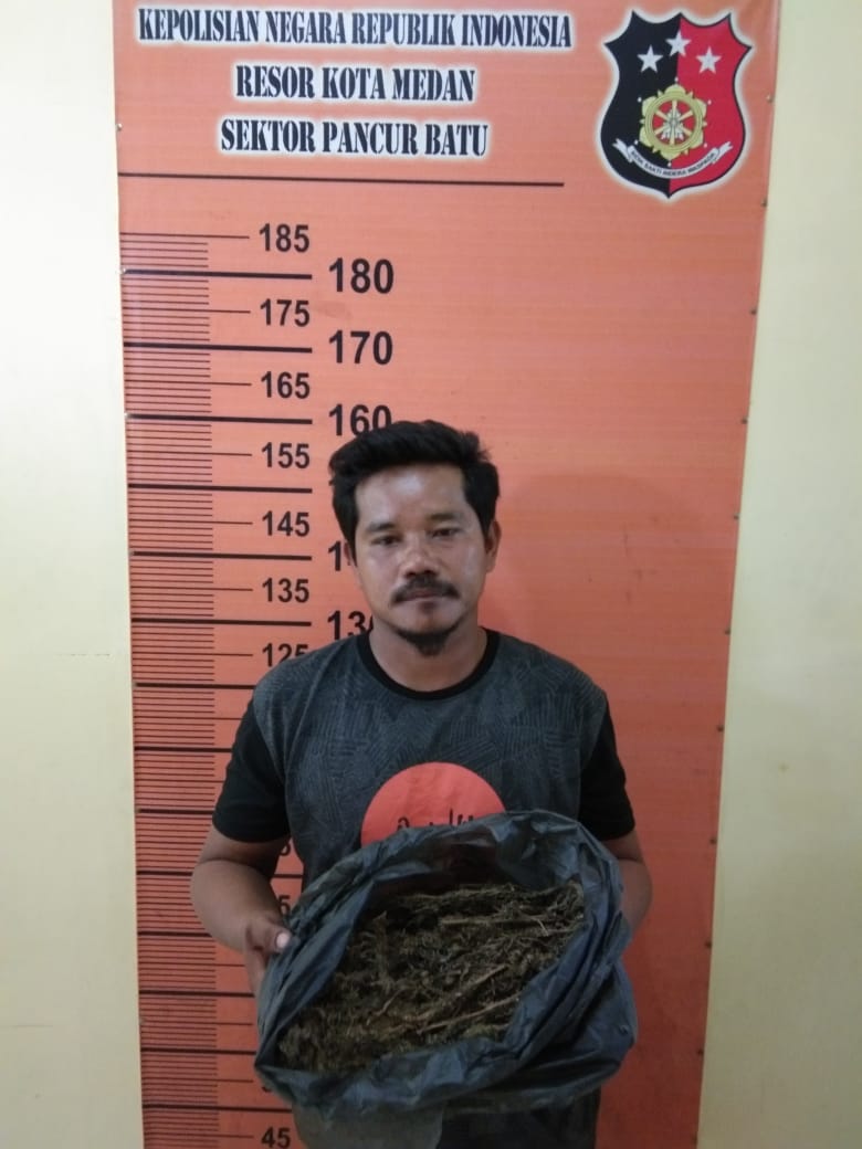 Cuitan Pengguna Narkoba, Pegasus Pancur Batu Ringkus BD Ganja Desa Sukaraya