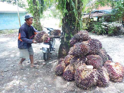 Harga Jual Kelapa Sawit Anjlok Hanya Rp700 per Kg