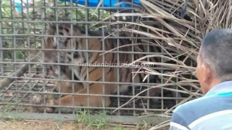 Seekor Harimau Sumatera yang Resahkan Warga Palas Ditangkap