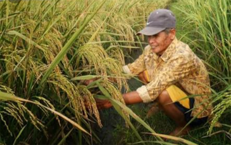 Bibit Padi dari Dinas Pertanian Labuhanbatu Berbayar, Warga ngadu ke DPRD.