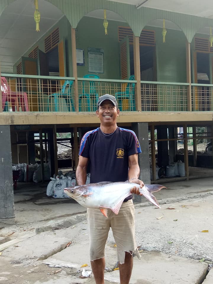 Ikan Patin 4 Kg Terangkat di Sungai Babura Kp Mandailing