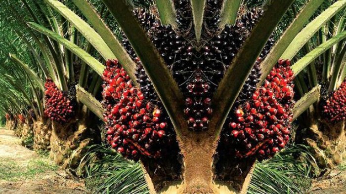 Guru Besar IPB : Konversi Lahan Kepentingan Ekonomi dan Keamanan Pangan