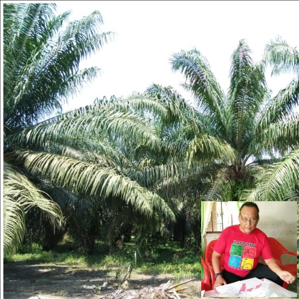 Koptan Mugi Rahayu Minta TBUPP Batubara Bantu Lepaskan Lahan Ex HGU PT KG