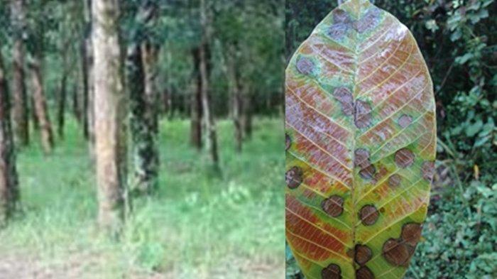 34.063,03 Ha Kebun Karet Rakyat Diserang Penyakit Gugur Daun