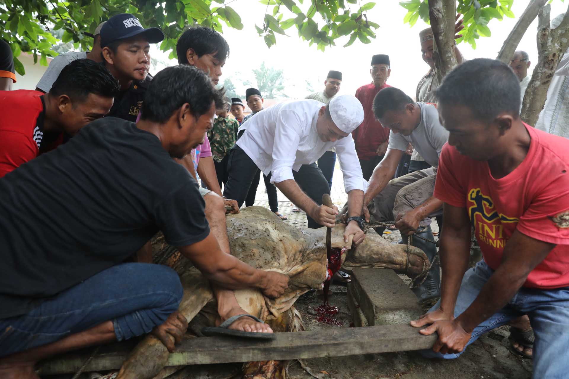 Rayakan Iduladha Bersama Masyarakat,  Wakil Gubernur Sumut Sembelih Hewan Kurban