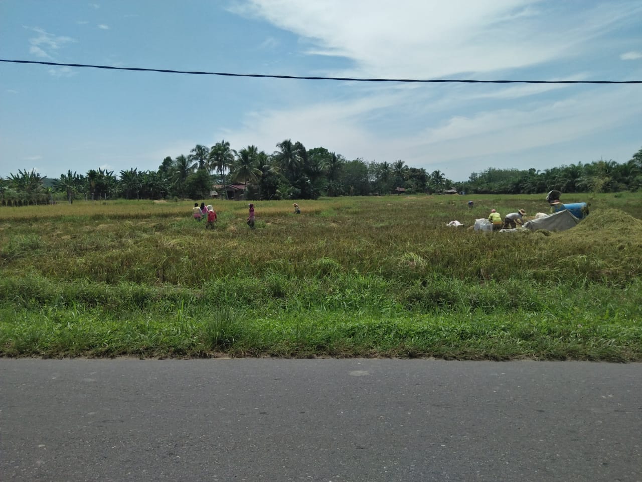 752 Ha Persawahan Daerah Irigasi Selesai Panen Serentak