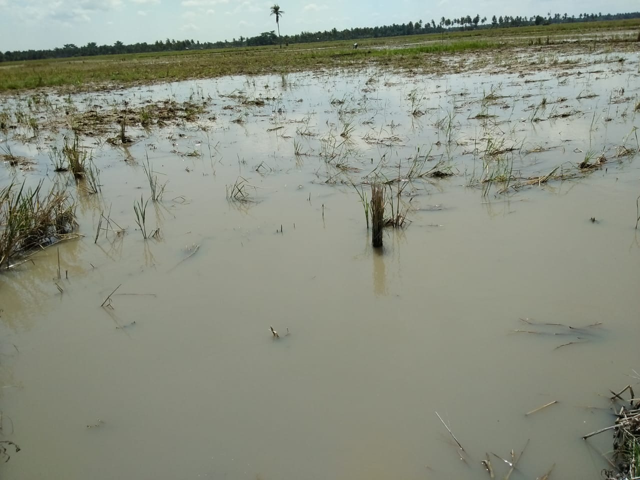 Batubara Lumbung Beras, Petani Perlu Perhatian Serius
