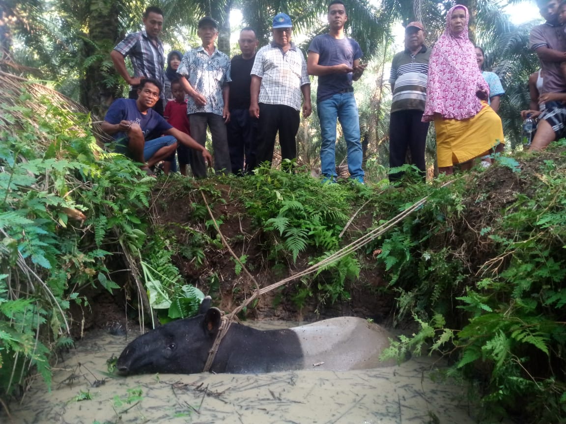Ditemukan Satwa Langka Seekor Tapir di Perkebunan PTPN III Bandar Selamat