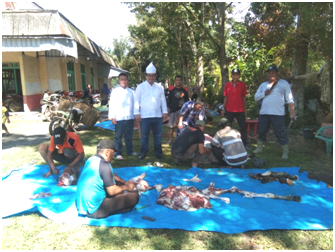 MTSI PTPN IV SAWIT LANGKAT SEMBELIH 29 EKOR LEMBU KURBAN