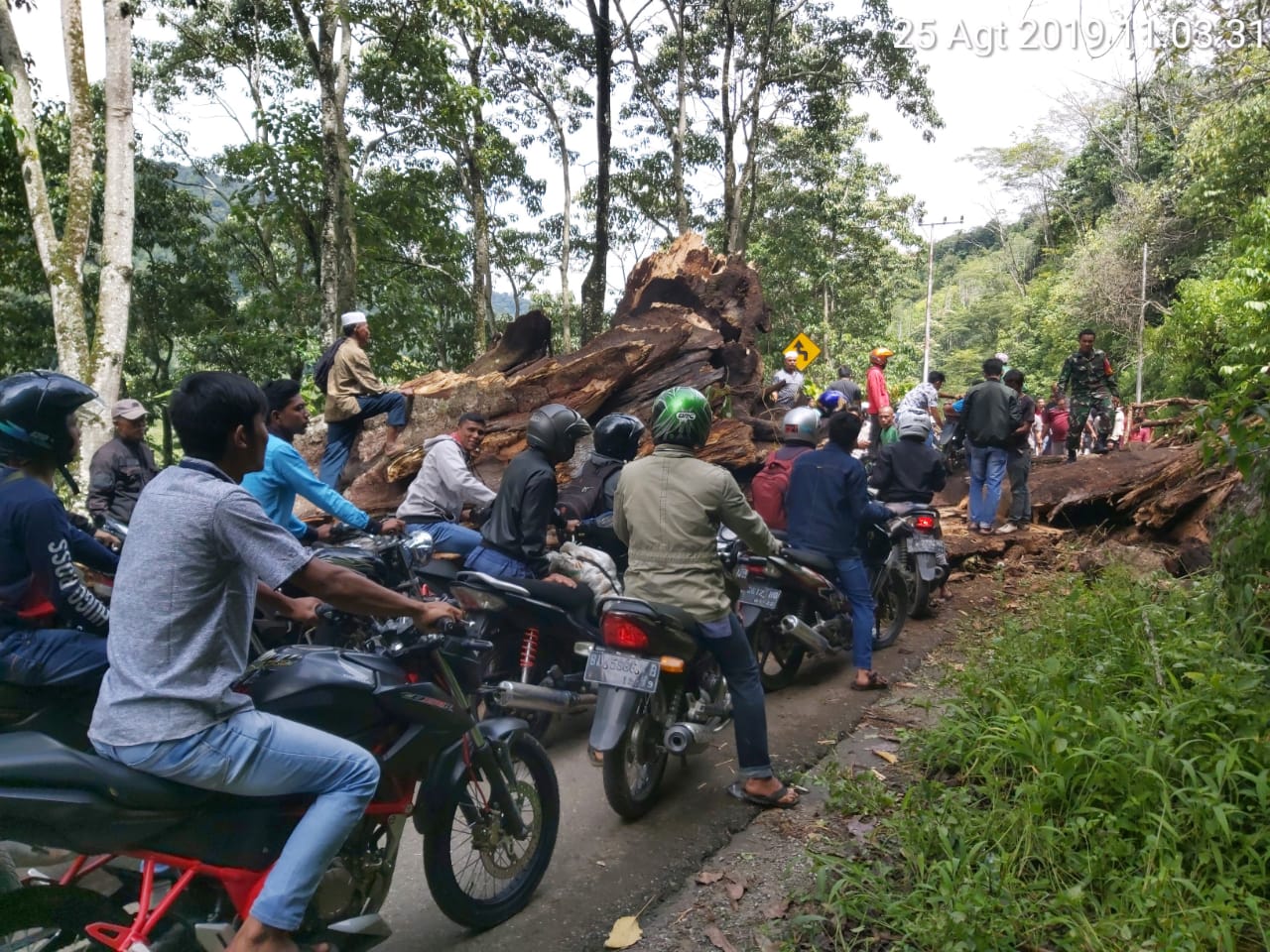 Pohon Besar Tumbang Tutup Ruas Jalan Blangkejeren Kuta Cane