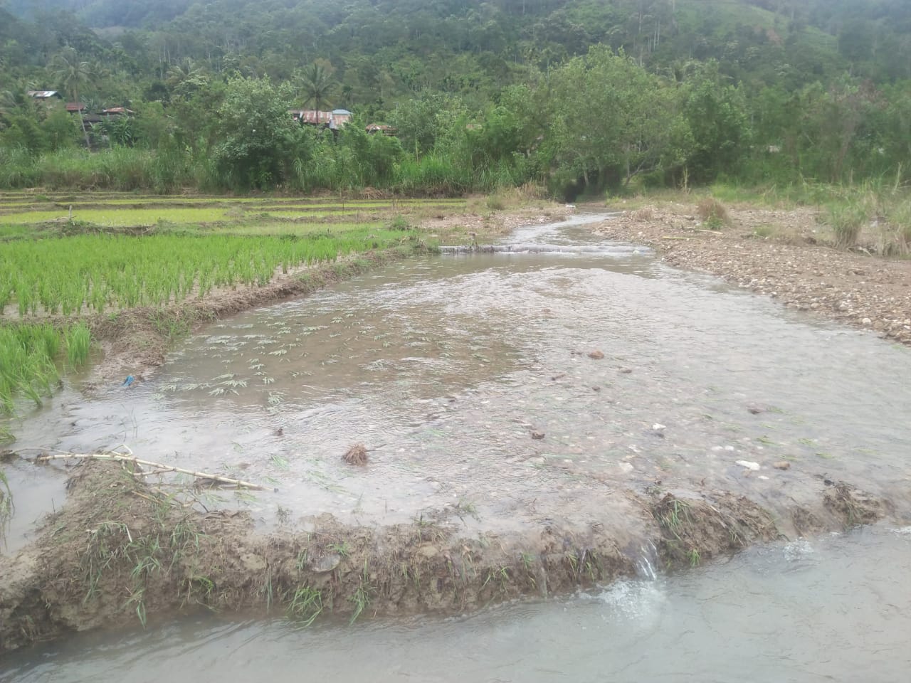 Sungai Serule Gumpang Lempuh Meluap, Sawah Warga Kebanjiran