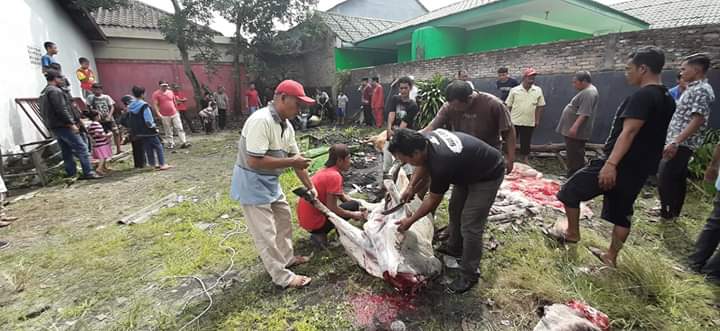 PDI Perjuangan Asahan Sembelih 4 Ekor Lembu Untuk Kader Dan Masyarakat