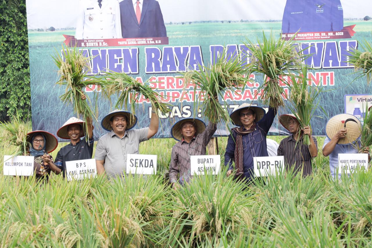 Panen Raya Padi di Desa Serdang Meranti Dihadiri DPR RI Hinca Panjaitan