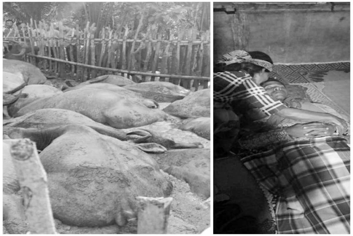 Pengembala di Tapteng Tewas Disambar Petir Bersama 19 Ekor Kerbaunya