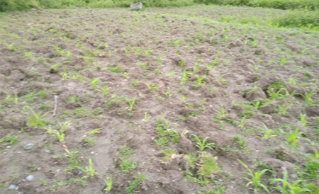 Soal 109 Ton Bibit Jagung Tak Layak Tanam, Poldasu Diminta Usut Tuntas Supplier