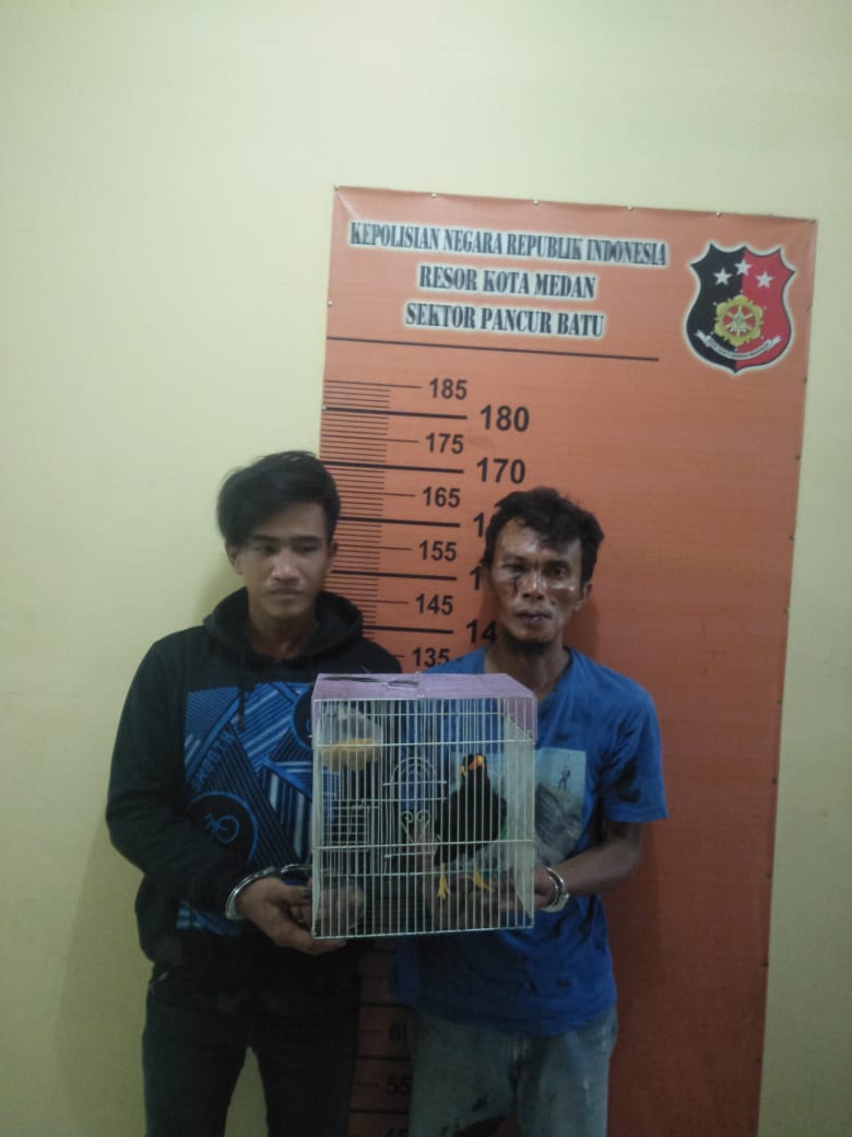 Sikat Burung Beo, Dua Pencuri Disikat Pegasus Pancur Batu