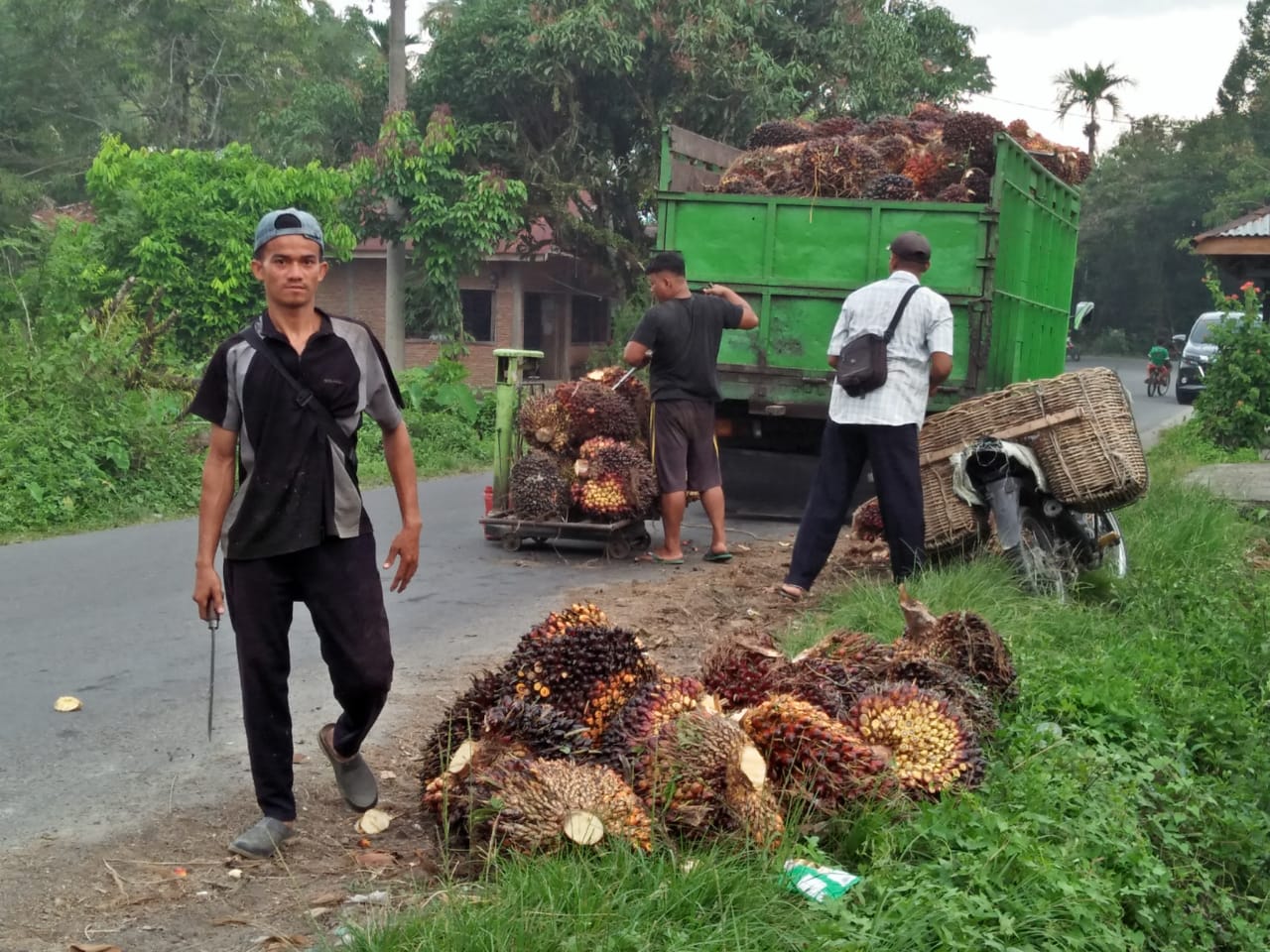 Mendekati Rp1.000/Kg, Petani Kelapa Sawit Tersenyum