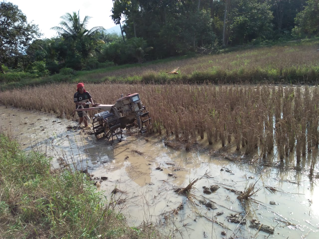 752 Ha persawahan di Timbang Lawan, persiapan tanam serentak