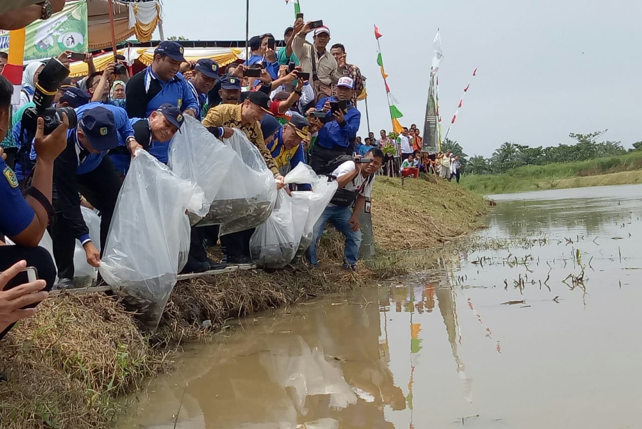 PT Aquafarm Nusantara Bantu 100.000 Benih Ikan Nila