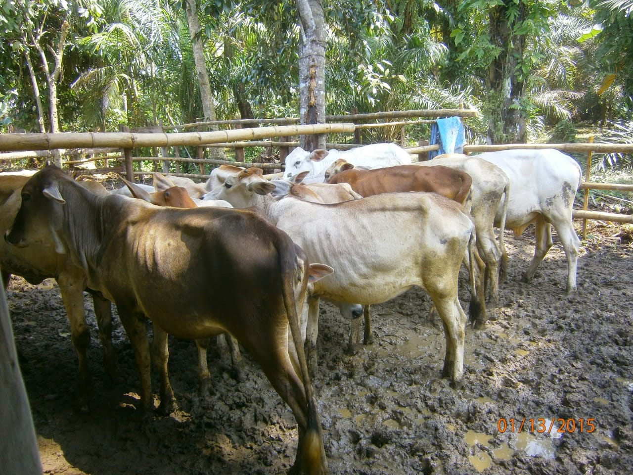 Lembu Bantuan Pemerintah Diduga Dijual Seharga Rp. 2,8 Juta / Ekor