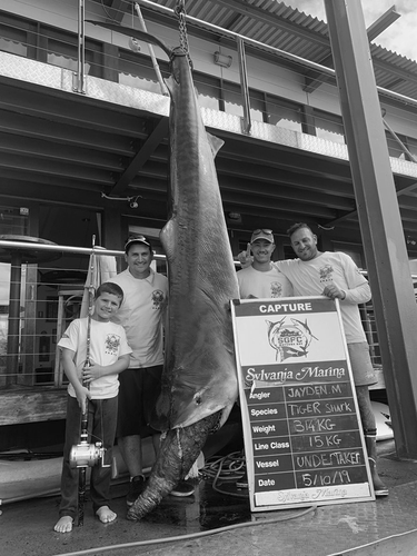 Bocah 8 Tahun di Berhasil Tangkap Hiu Macan Seberat 314 Kg