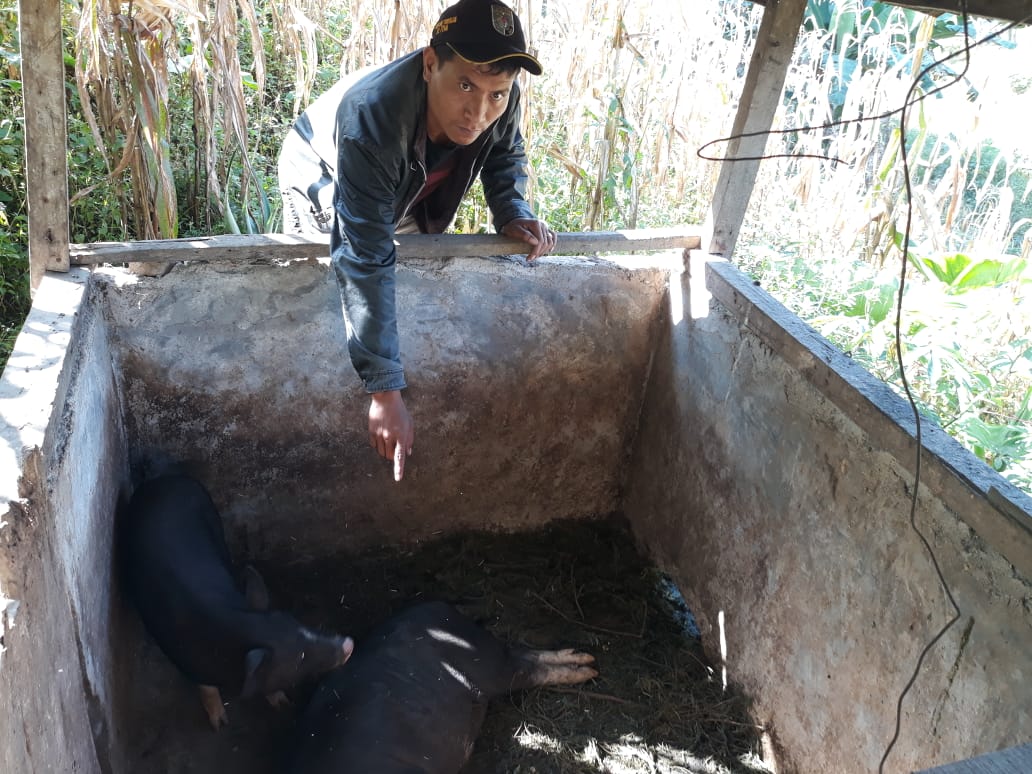 Pakpak Bharat Mulai Diserang Wabah Hog Cholera,2 Ekor Babi Mati