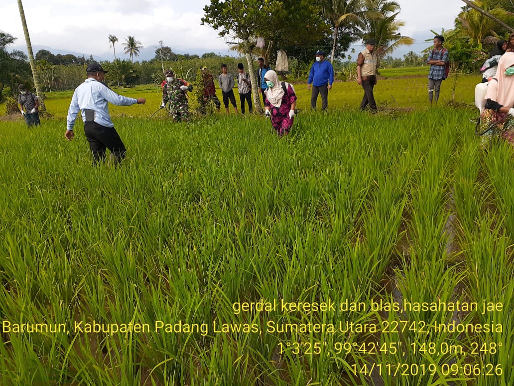 Babinsa Koramil 08/Barumun dan Petugas PPL Distan Terjun Kesawah
