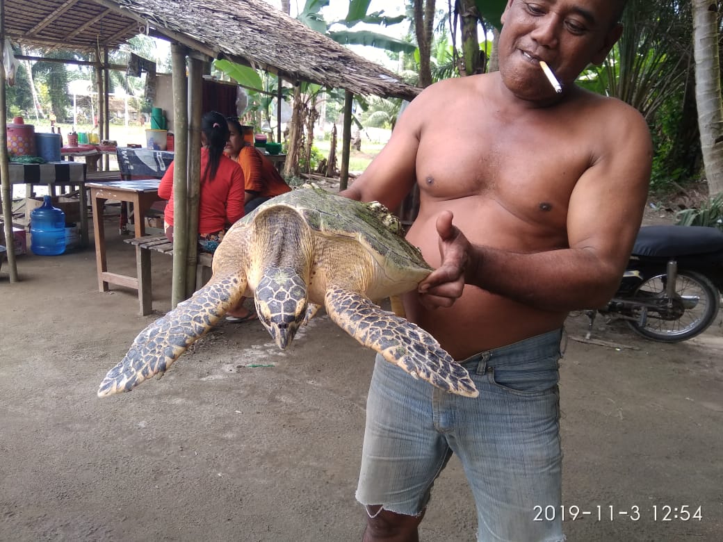 Penyu Hewan Dilindungi,Nelayan Ini Kembalikan ke Habitannya