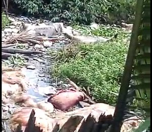 Ratusan Bangkai Babi Dievakuasi dari Danau Siombak, Virus Hog Cholera Capai 5.800 ekor