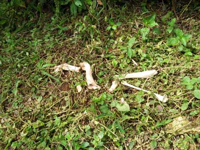 Konflik satwa bertambah Sore bermain dan menyusu,  Pagi Hari Tinggal Tulang