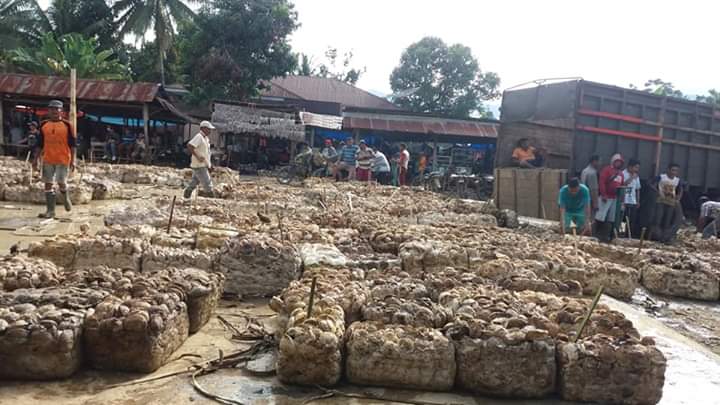 Petani lesu, harga karet Rp 7.000/Kg