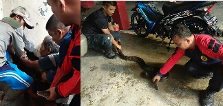 Dua Ekor Ular Piton Buat Geger Warga Medan
