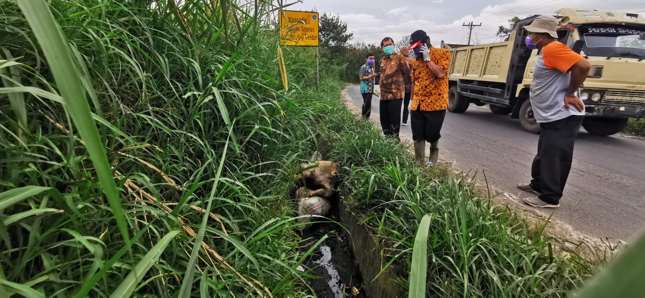 Bupati karo melakukan penyisiran di jalan desa singa menemukan 5 ekor bangkai babiÂ 