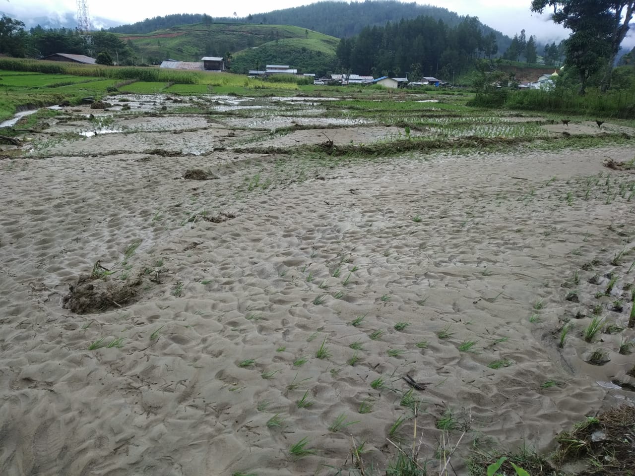 Waih Lokot Meluap Puluhan Rumah dan Sawah Ikut Terendam