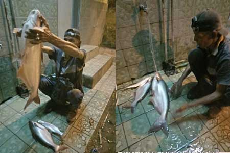 Wak Leng Pancing Patin 7 Kg di Sungai Babura Kp Mandailing