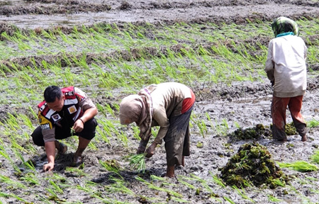 Bripka Didi Hartadi Turun Ke Sawah Bantu Petani Menanam Padi