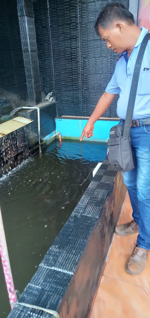Ratusan Ikan Lele Dumbo Terpelihara Sehat di Pekarangan Satnarkoba
