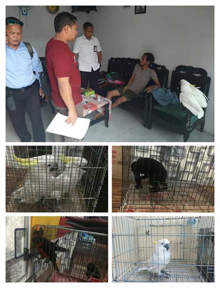 Polda Sumut Ungkap Jual Beli Satwa Langka Dilindungi, 4 Ekor Jenis Burung dan 1 Ekor Beruang Madu Diamankan