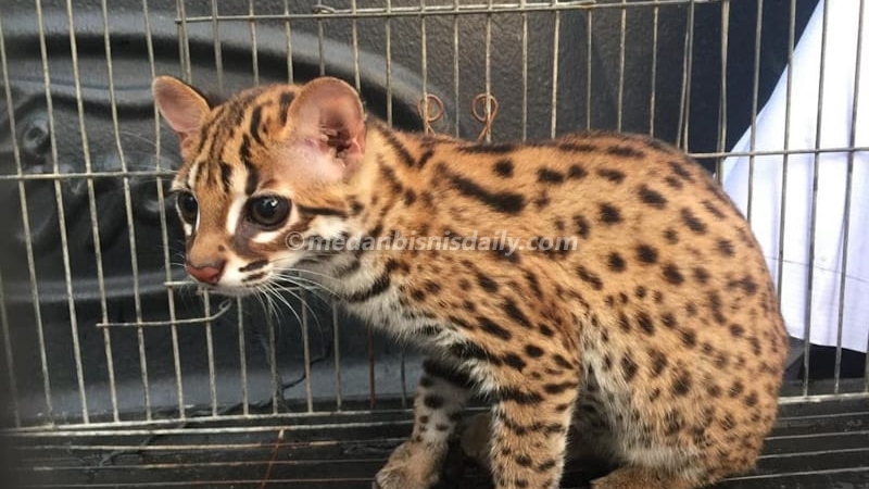 Warga Serahkan Kucing Kuwuk ke BBKSDA Sumut