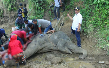 Akhyar Kunjungi Medan Zoo untuk Melihat â€˜Nenengâ€™ Mati